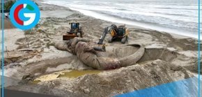Sepultan ballena azul varada en playa Punta Mero