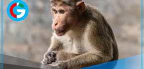 Accidente de tráfico: escapan monos de laboratorio y solo sobrevive uno