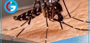 Dictan semana de lucha contra el dengue en todo el país