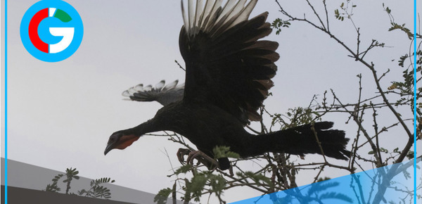 Lambayeque: Osinfor supervisa zoocriadero con 98 pavas aliblancas