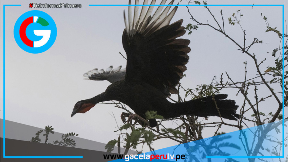 Lambayeque: Osinfor supervisa zoocriadero con 98 pavas aliblancas