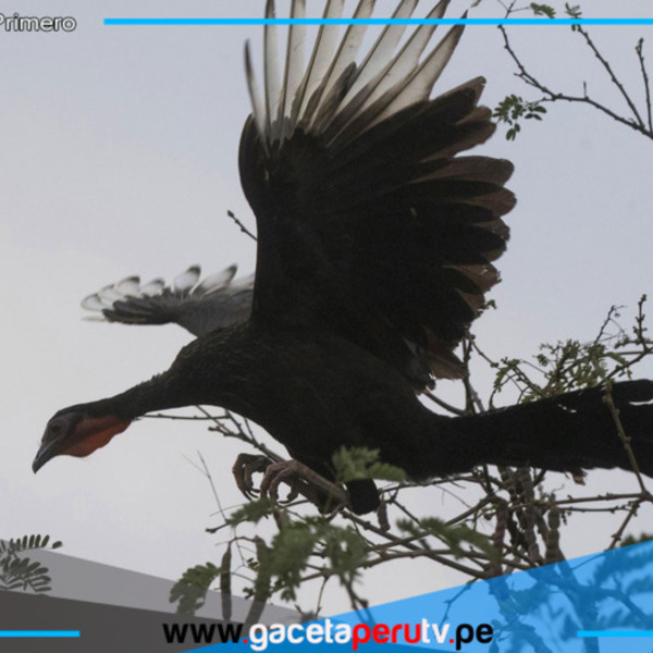 Lambayeque: Osinfor supervisa zoocriadero con 98 pavas aliblancas