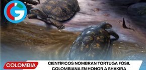 Científicos nombran tortuga fósil colombiana en honor a Shakira