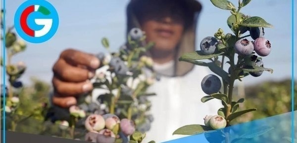 Ica se consolida como región clave en exportación de arándano