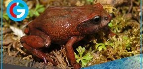 Pasco: Descubren dos nuevas especies de ranas en el Parque Yanachaga-Chemillén