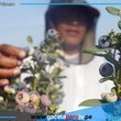 Ica se consolida como región clave en exportación de arándano