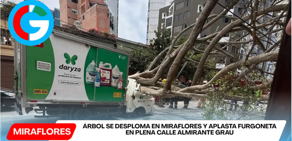 Árbol se desploma en Miraflores y aplasta furgoneta en plena calle Almirante Grau