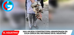 Hallan boa constrictora abandonada en caja cerca del río Rímac en el Agustino