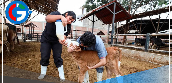 Nacen dos nuevas terneras por inseminación artificial en Trujillo 
