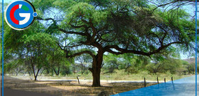 Piden unir fuerzas para salvar algarrobo Perú