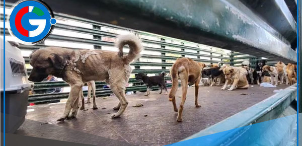 Salvan a 36 perros maltratados en Cerro Colorado