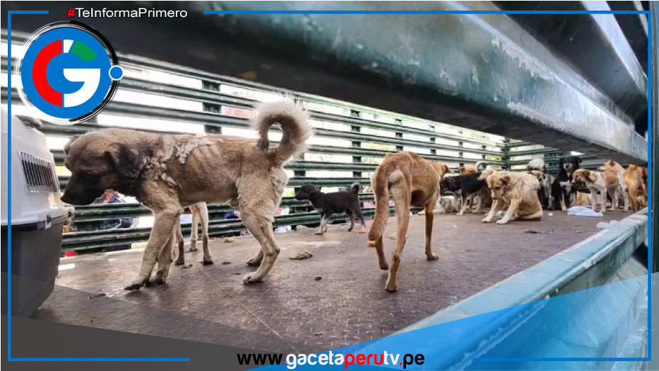 Salvan a 36 perros maltratados en Cerro Colorado