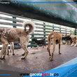 Salvan a 36 perros maltratados en Cerro Colorado