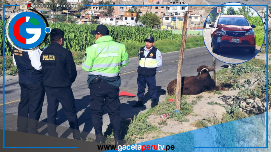 Madre muere atropellada por camioneta mientras arreaba ganado en carretera.