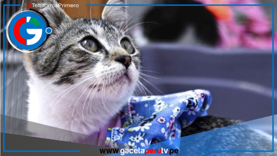 Parque de la Exposición: más de 50 gatos serán puestos en adopción en la 'Gatotón 2025'