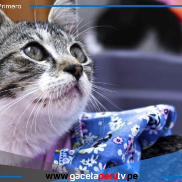 Parque de la Exposición: más de 50 gatos serán puestos en adopción en la 'Gatotón 2025'