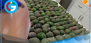 Desarrollan bioplástico a partir de residuos de industria de la palta 