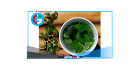 Muña, la planta andina que alivia malestares y realza la gastronomía peruana