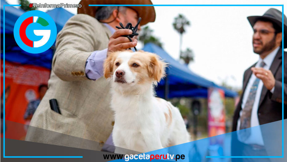 Perro pastor chiribaya será presentado oficialmente en Lima