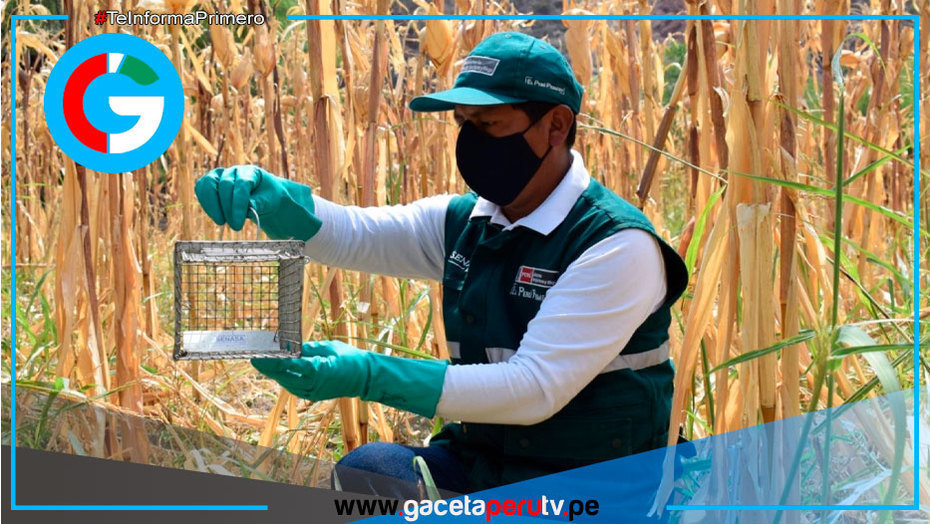 Investigan nueva variedad de frejol canario camanejo más resistente a plagas