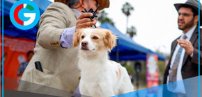 Perro pastor chiribaya será presentado oficialmente en Lima