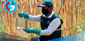 Investigan nueva variedad de frejol canario camanejo más resistente a plagas 