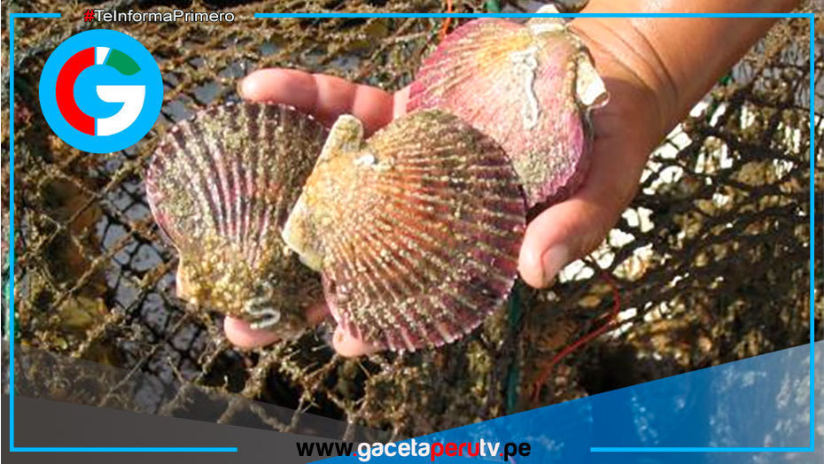 Autorizan extracción de conchas de abanico en Lobos de Tierra
