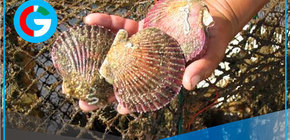 Autorizan extracción de conchas de abanico en Lobos de Tierra