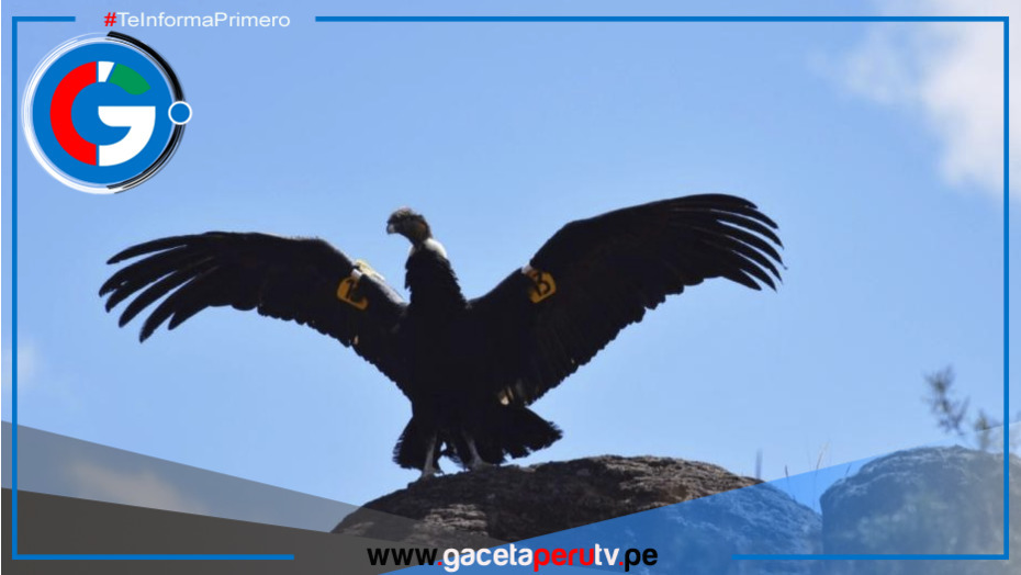 Ayacucho: Liberan a cóndor andino que fue envenenado