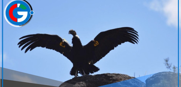 Ayacucho: Liberan a cóndor andino que fue envenenado