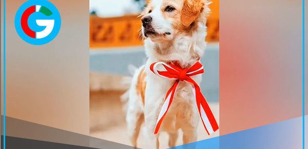 Conoce al perro de origen peruano que logró reconocimiento internacional 