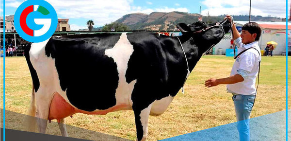 Cajamarca exhibe 500 vacunos en tradicional Feria Fongal 2025