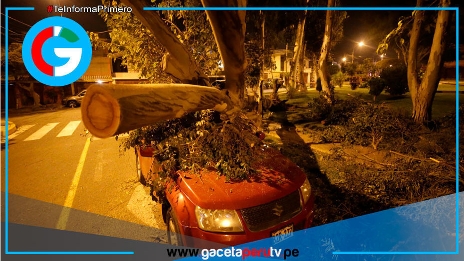 Fuertes ráfagas en La Molina dejan árboles caídos y autos dañados