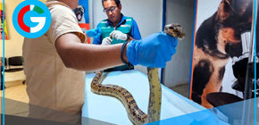Serfor rescata boa en Huancabamba y exhorta respetar fauna