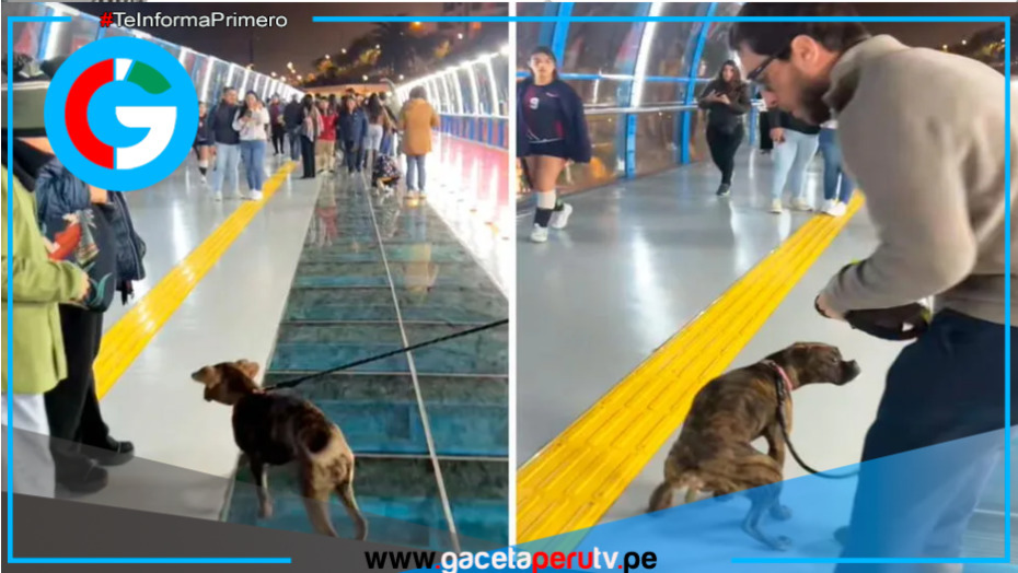Perrito ‘bautiza’ el nuevo Puente de la Paz en Miraflores