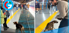 Perrito ‘bautiza’ el nuevo Puente de la Paz en Miraflores