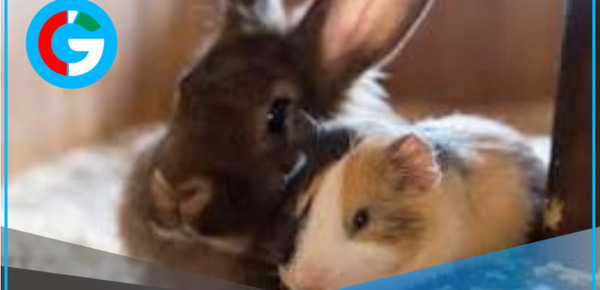 Happy Bunny Day reunirá familias, mascotas e invitados especiales en evento solidario en La Molina