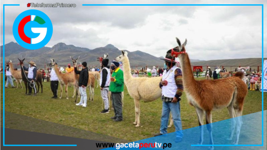 Marcapomacocha (Yauli) recibe otra vez el Festival Nacional de la Llama