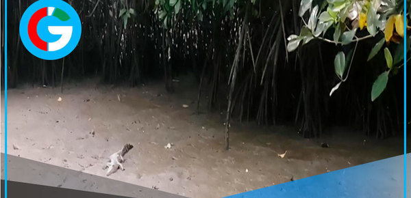 Avistan a cocodrilo en Los Manglares de Tumbes