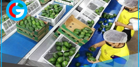 Nueva Ley Agraria fija Impuesto a la Renta del 15 % para agroexportadoras entre 2026-35