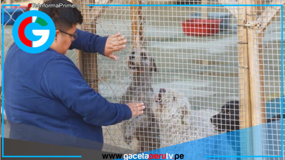 Rescatistas peruanos denuncian abandono estatal mientras luchan contra maltrato animal y crueldad cotidiana
