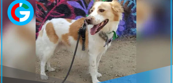 Gobierno reconoce al perro pastor Chiribaya como patrimonio cultural e impulsa su conservación integral