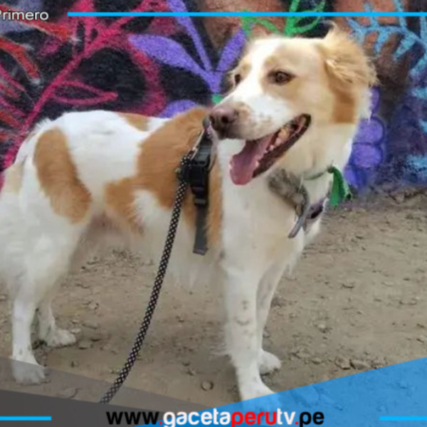 Gobierno reconoce al perro pastor Chiribaya como patrimonio cultural e impulsa su conservación integral