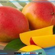 Comer dos mangos diarios reduce colesterol y presión arterial