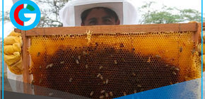 Lambayeque cuenta con 80,000 colmenas y una mayor producción de miel 