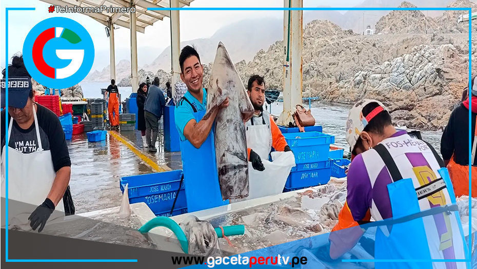 Pesca de pota reinicia el 1 de octubre