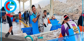 Pesca de pota reinicia el 1 de octubre