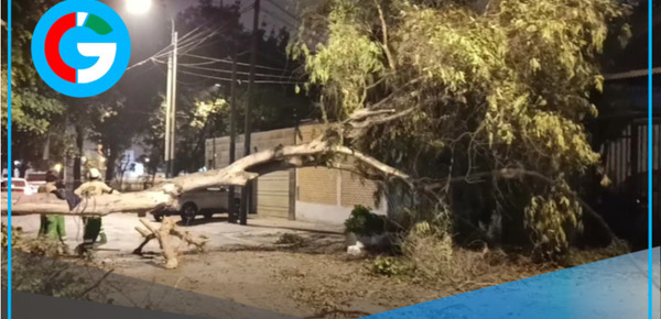 Árbol de eucalipto se desploma en La Molina afectando dos vehículos y una vivienda