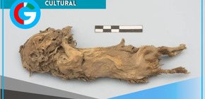 Descubren restos de cuyes vinculados al Castillo de Huarmey 