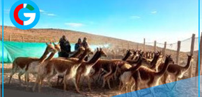 Serfor pondrá en marcha mañana el V Censo Nacional de Vicuñas 2025